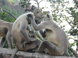 Langur monkeys