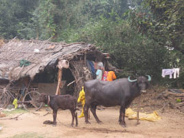 Farm House Near Ranthambore