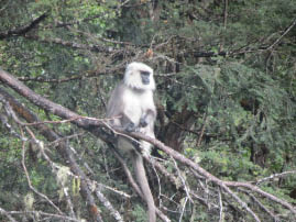 Monkey at Dochula Pass