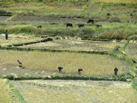 Farming in Bhutan