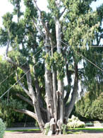 Cyprus tree