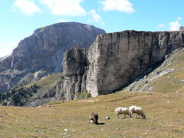 Sheep along the trail