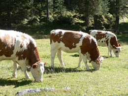 Cows (Nancy's favorite subject)