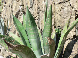 Grafitti on the agave