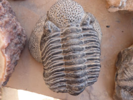 Fossile Shop in Erfoun