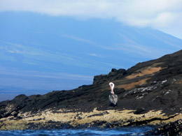 Pelican on Isabela Island