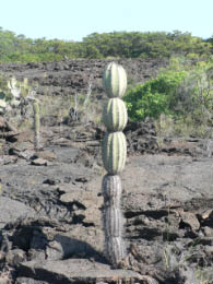 Lone lava cactus