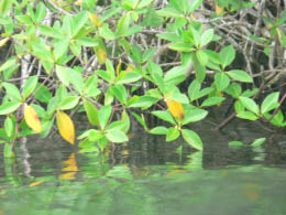 Mangroves with green and yellow leaves