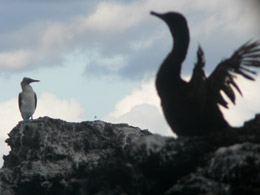 Giant Galapagos duck bird