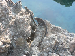 Marine iguanas