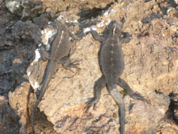 Young iguanas clinging to the rocks