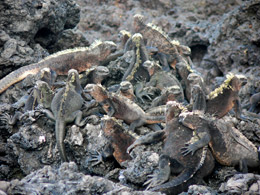 Iguana pile