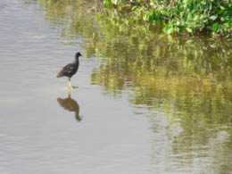 Bird on Isabela Island