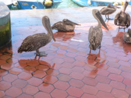 Brown pelicans in town