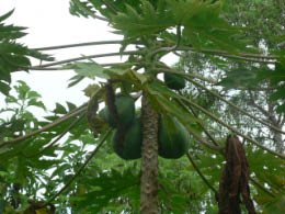 Galapagos fruit
