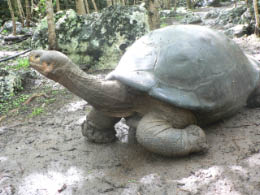 A tortoise willing to stick his neck out