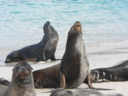 Sea lions on Santa Fe Island