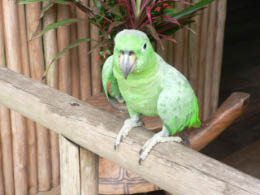 Yachana parrot