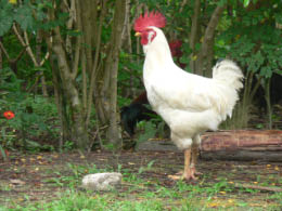 Shaman's rooster