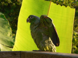 Pet parrot at Yahcana Lodge