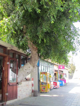 Restaurant with tree growing out
